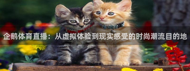 857足球直播在线观看：企鹅体育直播：从虚拟体验到现实感受的时尚潮流目的地